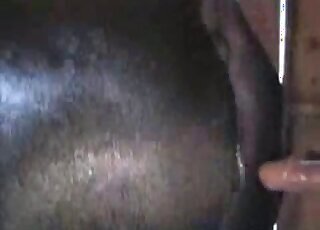 Anal bestiality sex