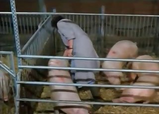 Anal Bestialiy Tube