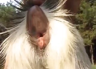 Anal Zoofilia
