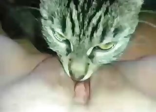 Bestiality Horse Fuck