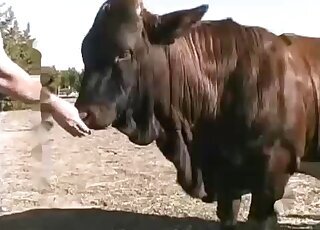 Cow animal sex