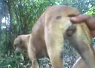 Mature animal sex
