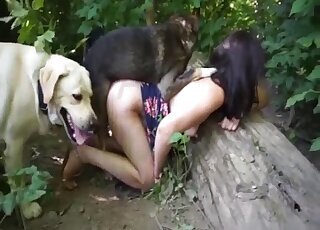 Pony bestiality porn