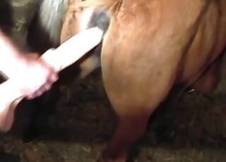 Stallion animal xxx